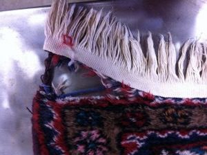 fringe damage